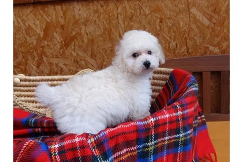成約済の宮城県のトイプードル-121299の6枚目